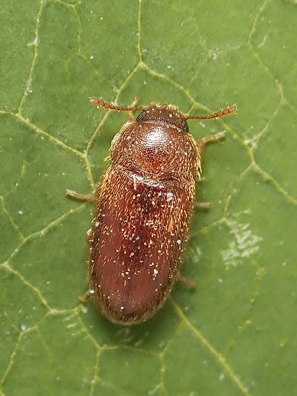 da identificare: Byturidae? No, Typhaea stercorea (Mycetophagidae)